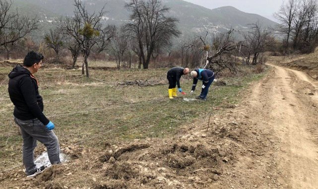 Emet&#039;te &quot;Küreci&quot; cinsi elma üretimi artacak