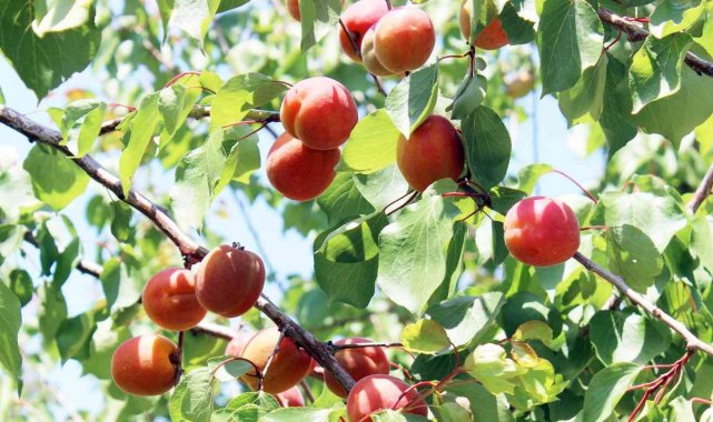 Erkenci kayısılar hasat için gün sayıyor