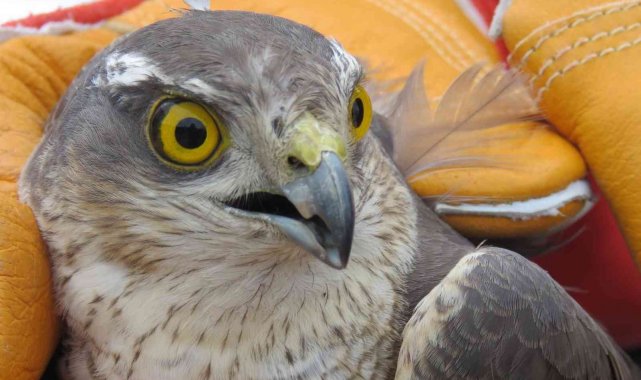 Erzincan&#039;da bulunan yaralı atmaca tedavi edilecek