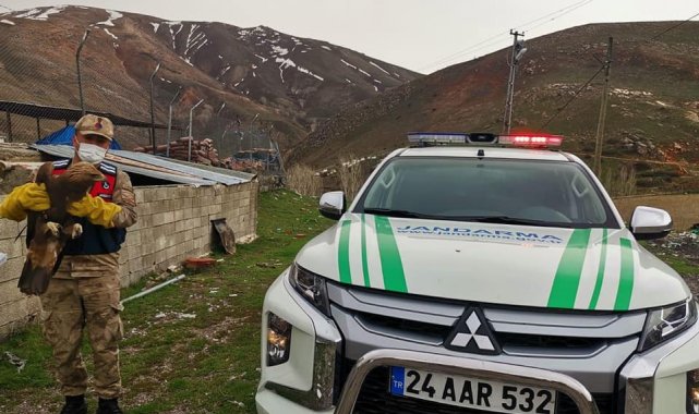 Erzincan'da yaralı halde Kaya Kartalı bulundu