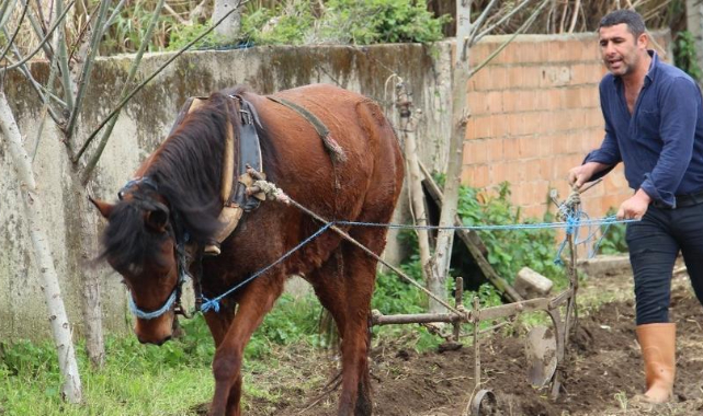 Eski yöntemler daha mı verimli ? Aydın'da atların saban mesaisi başladı