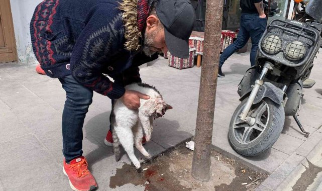 Eskişehir&#039;de taksinin çarptığı kedi can verdi
