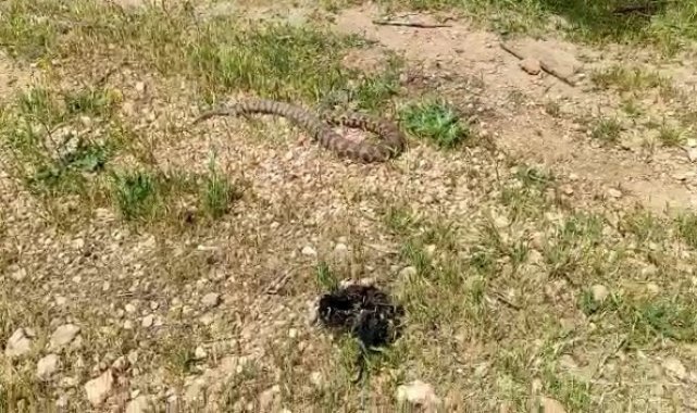 Evin bahçesine giren yılan korku dolu anlar yaşattı