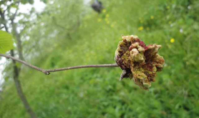 Fındık kozalak akarında mücadele zamanı