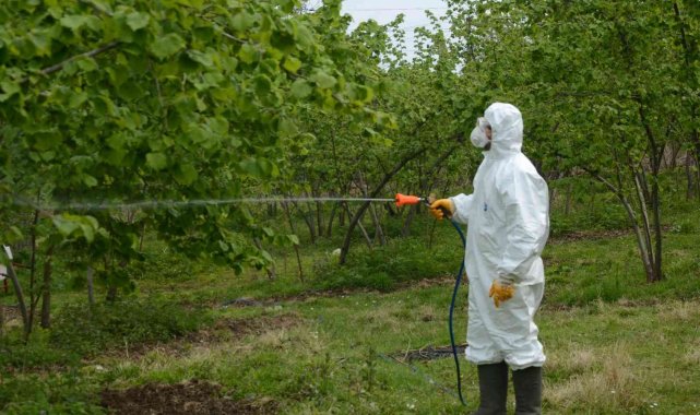 Fındıkta 'kozalak akarı' ile mücadele başladı