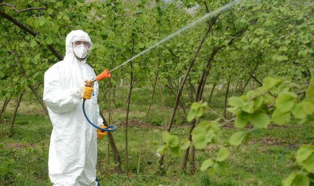 Fındıkta külleme mücadelesi başladı