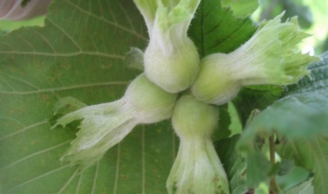 Fındıkta küllenme ile mücadele zamanı geldi