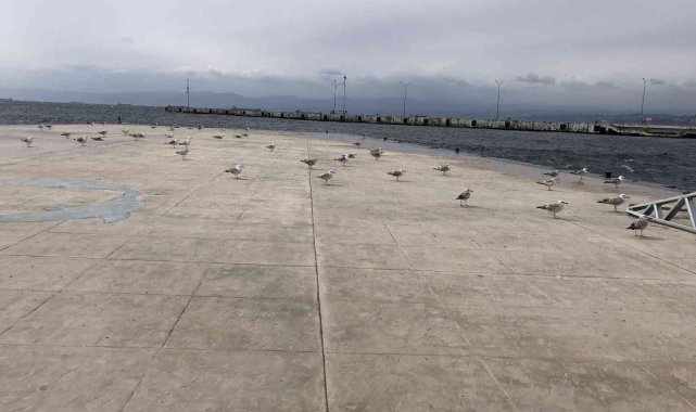 Fırtınadan uçamayan martılar denizi izledi