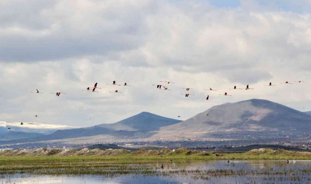 Flamingolar Hürmetçi Sazlığı'nda