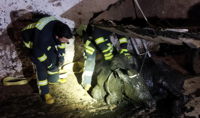 Foseptik çukuruna düşen büyükbaş hayvanı itfaiye kurtardı
