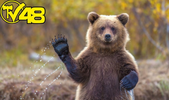 Gaipten sesler duyuyorlar sandılar; evlerinin altında 5 ayı kış uykusundaymış!