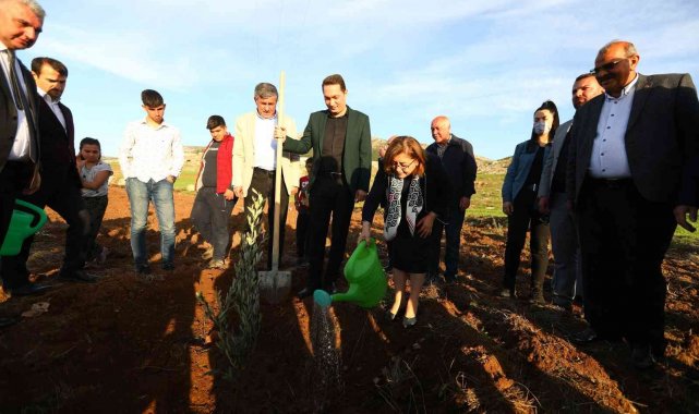 Gaziantep'te 75 bin zeytin fidanının dağıtımına başlandı