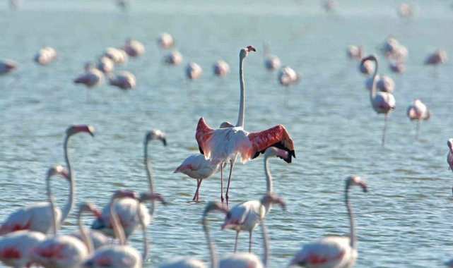 Gediz Deltası &quot;Birding Places&quot; ağına dahil oldu