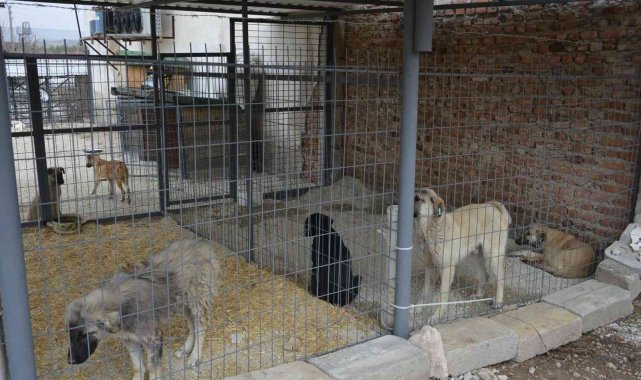 Gediz'de sokak hayvanları için yürütülen çalışmalar tamamlandı
