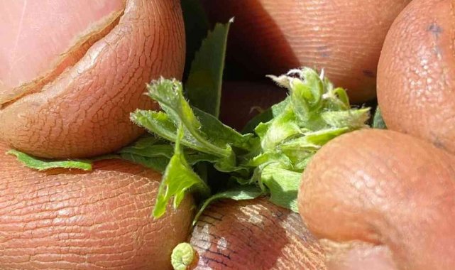 Gediz'de Yonca yortumlu böceği uyarısı