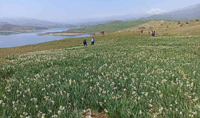 Gerger'de yabani nergisler yerli turistlerin ilgi odağı oluyor