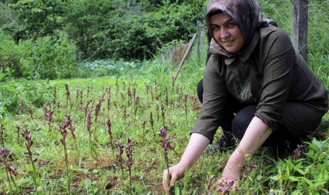 Giresun'da fındığa ek gelir maviyemiş ve salep üretimine hibe desteği
