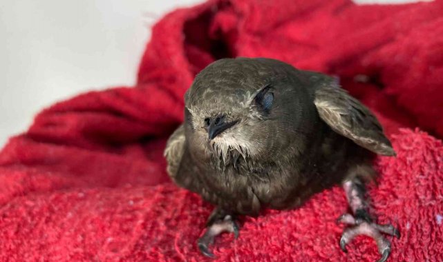 Göç yolunda yorgun düşen ebabil kuşu tedavi altına alındı