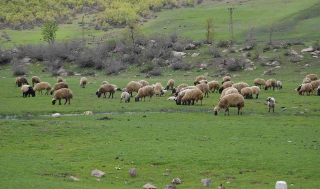 Göçerler kar erimeden Şırnak yaylalarına çıktı