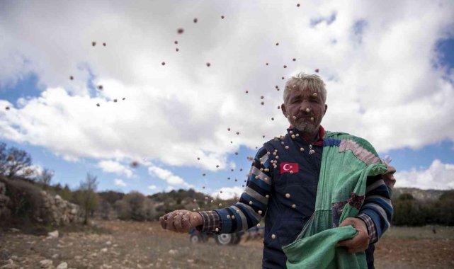 Gülnar'da atalık nohut tohumları toprakla buluştu