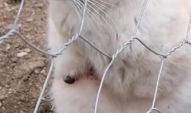 Gümüşhane&#039;de bacakları ve kuyrukları kesilen kediler tepkilere neden oldu