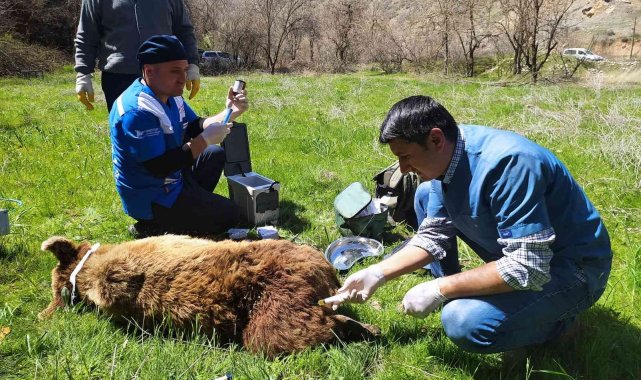 Hakkari'de yaralı ayı tedavi altına alındı