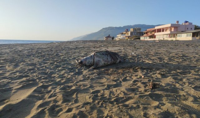 Hatay sahilinde ölü caretta caretta bulundu