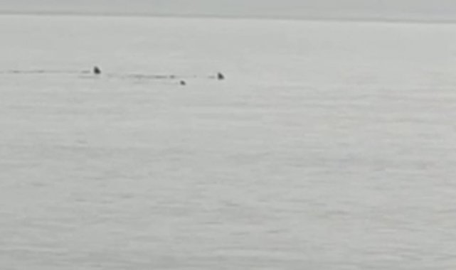 Hatay'da sahile yaklaşan köpek balıkları görüntülendi