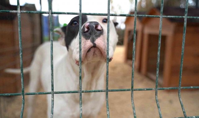 Hatay'da yasaklı ırk köpekler için yeni tedbir alındı