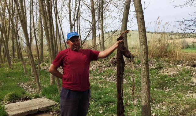 Hisarcık'ta su borusunun içinden 7 metre ağaç kökü çıktı