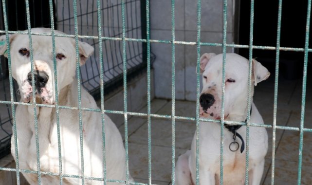 İnegöl Belediyesi'nden yasaklı ırk köpekler için çağrı