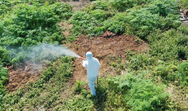 Isınan havalarda çıkan haşerelere karşı uzmanı uyardı