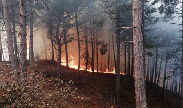İzmir'de ormanlık alanda yangın