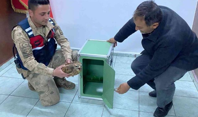 Jandarmanın yaralı bulduğu kızıl şahin tedaviye alındı