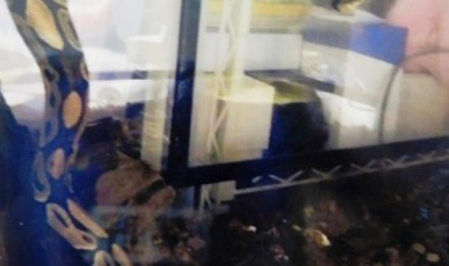 Japonya'da 2 metrelik yılan sahibinden kaçarak kayıplara karıştı