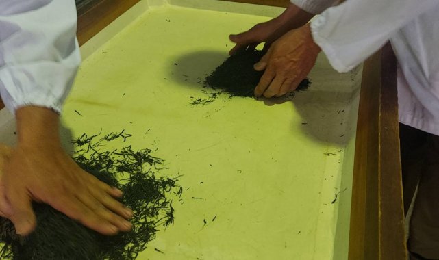 Japonya'daki açık artırmada 1 kilogram çay 226 bin liraya satıldı