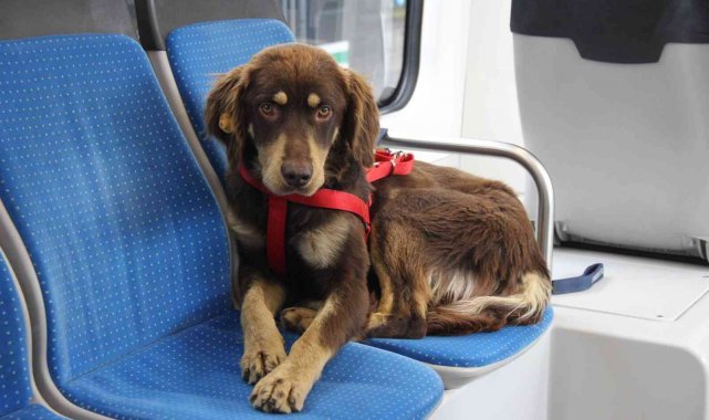 Kaçak olarak tramvaya biniyordu, artık belediyenin kadrolu personeli