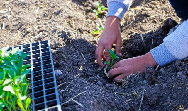 Kahramanmaraş'ta çiftçilere biber fidesi