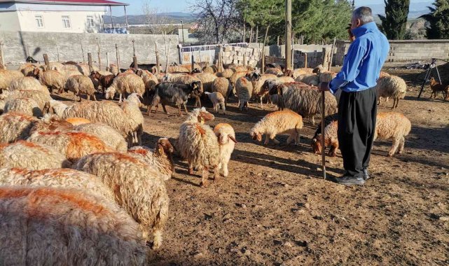 Kahramanmaraş'ta küçükbaş hayvan nüfusuna 250 bin yavru dahil oldu