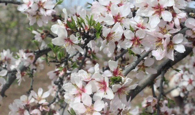 Kahta'da "Nemrut Badem Çiçeği Festivali" düzenlendi