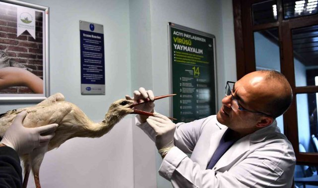 Kanadı kırılan leylek tedavi altında