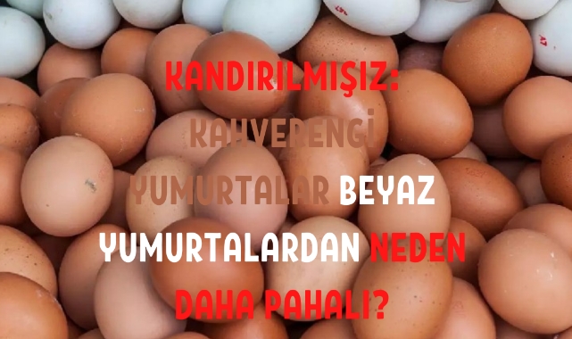 Kandırılmışız: Kahverengi Yumurtalar Beyaz Yumurtalardan Neden Daha Pahalı?