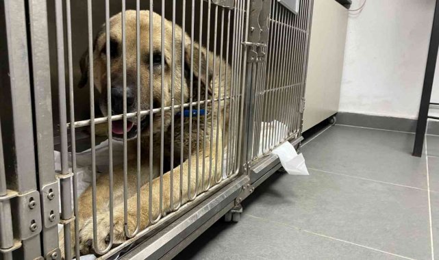 Kangal cinsi köpeğin testislerinden, yarım kiloluk tümör çıkartıldı