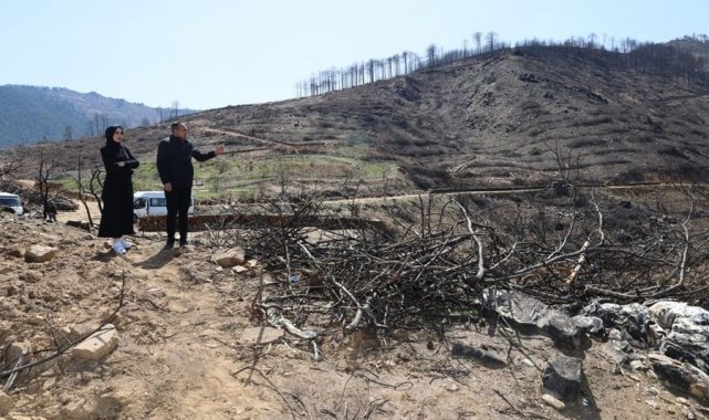 Karacasu'da yanan ormanlık alanları yeşillendirme çalışmaları devam ediyor