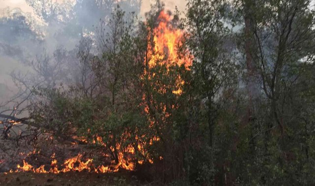 Karpuzlu'da orman yangını