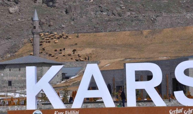 Kars Vadisi'nde koyunlar otluyor