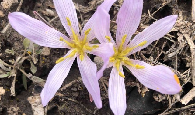 Kars'ta baharın müjdecisi kardelenler çiçek açtı