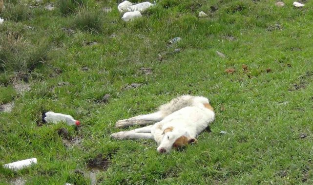Kars'ta yaralı köpek ölüme terk edildi