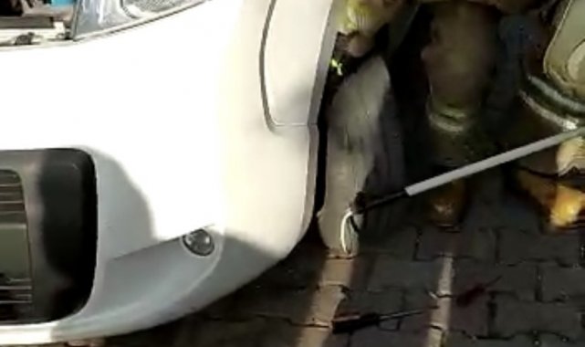 Kartal'da araç motoruna sıkışan kediyi kurtarma operasyonu kamerada