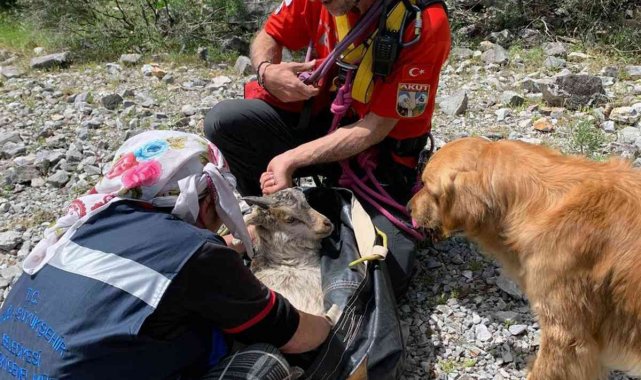 Kayalıklarda 4 gündür mahsurdu, AKUT kurtardı